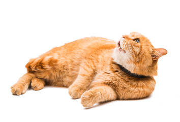 Fototapeta premium Red cat isolated