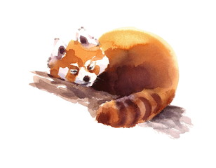 Fototapeta premium Watercolor Red Panda Sleeping on the Branch Hand Drawn Animal Illustration isolated on white background