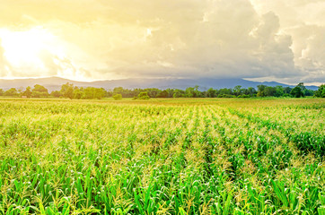 Landscape of corn field and wide corn farm with the sunset on the farm, Green corn and beautiful blue sky, Corn farm and sunset at local city