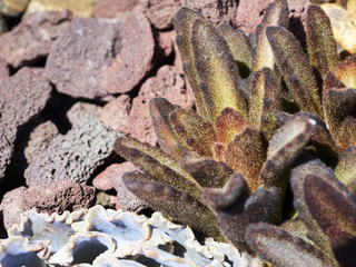 Variety of succulents in a drought-tolerant environment