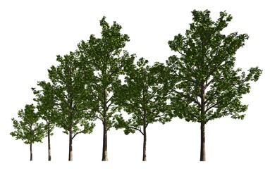 Obraz premium Group of trees isolated on white 3d illustration