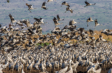 Birds flocking in wild israel