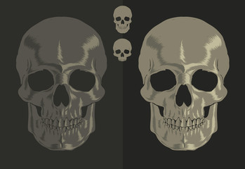 Skull vector illustration