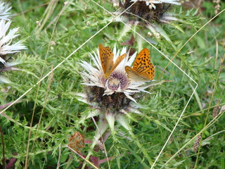 papillon orange carline