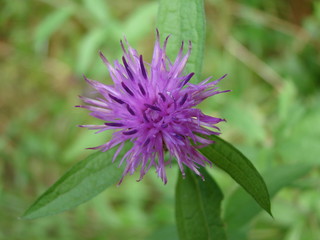 Flore Ariègeoise, Pyrénées, France, 