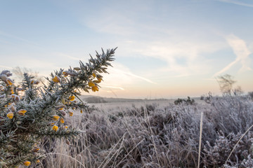 frosty morning on heath