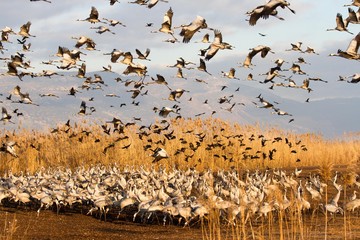 Flocking around Hula lake geese, cranes and other birds