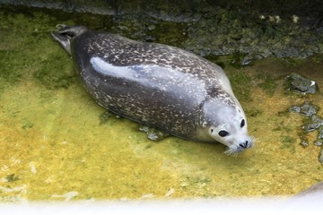 phoque © JNT Visual