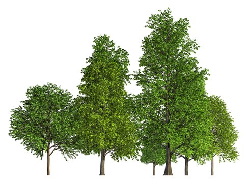 Group of trees isolated on white 3d illustration