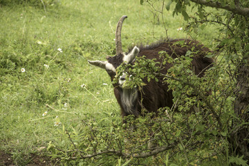 One-horny stern goat