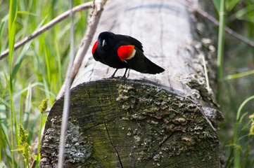 Black bird sitting on a log