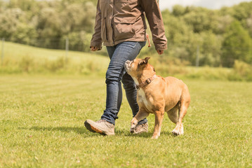 Continental bulldogge and owner go for a walk