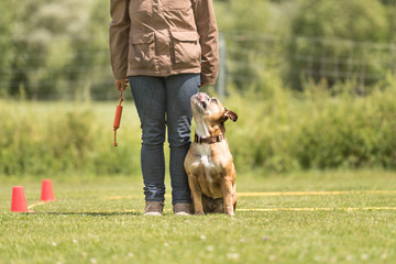 Continental bulldogge and owner work together