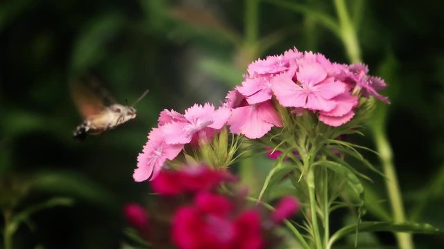 Hovering Hawk-Moth Close Up