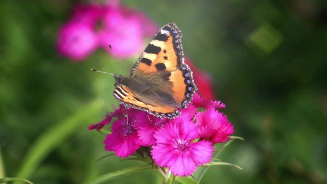 aglais urticae butterfly sucking nectar closeup