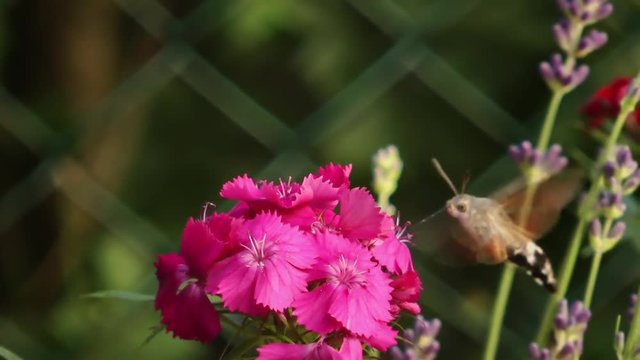 Hovering Hawk-Moth Close Up