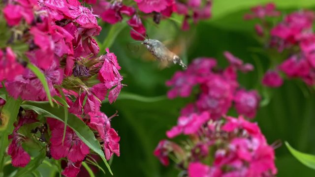 Hovering Hawk-Moth Close Up