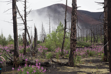 Dead forest coming back to life in Kamchatka near tolbachik volcano