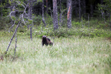 The wolverine ( Gulo gulo), also referred to as the glutton, carcajou, skunk bear, or quickhatch in the grass in the taiga