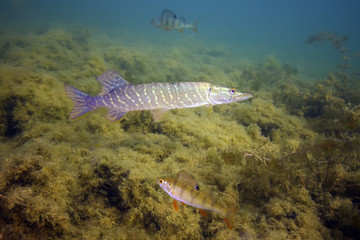 The northern pike (Esox lucius), known as a pike or pickerel