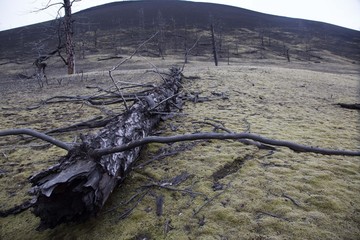 Dead forest coming back to life in Kamchatka near tolbachik volcano