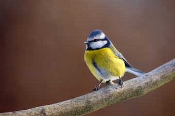 The Eurasian blue tit (Cyanistes caeruleus) sitting on the branch with brown background