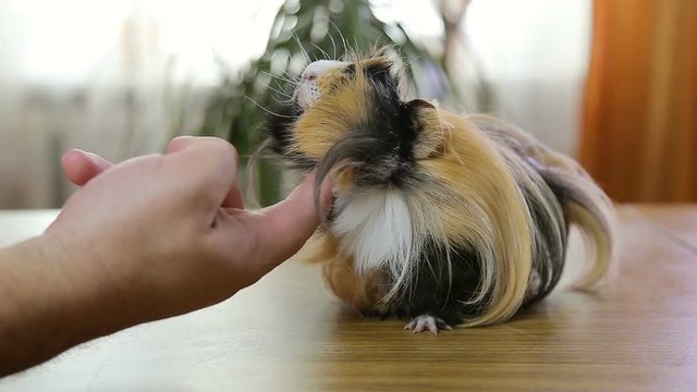 Red long hair guinea pig enjoying scratch hair / Red long hair guinea pig enjoying scratch hair indoors