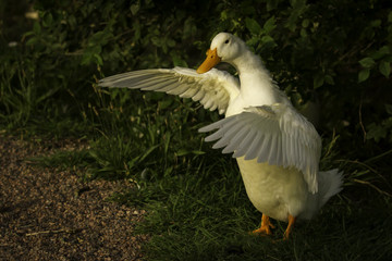 Pekin Duck