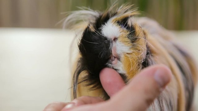 Red long hair guinea pig enjoying scratch hair / Red long hair guinea pig enjoying scratch hair indoors