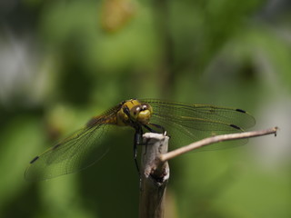 Dragonfly (might be "Gemeine Keiljungfer" / Gomphus vulgatissimus)