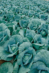 Fototapeta na wymiar Cabbage Blue