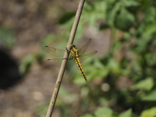 Dragonfly (might be 