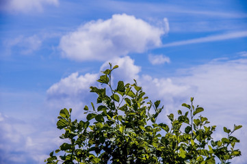 sky