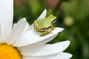tiny frog on petal
