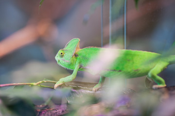 Green Chameleon sits on a branch. Zoo Of Saint-Petersburg, Russia