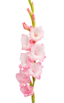 Beautiful gladiolus flower