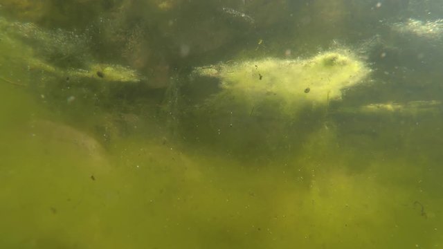 uncontrolled growth of algae in freshwater