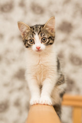 small kitten of gray color with a white breast, female, sitting on wooden rails