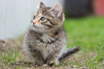 Tortoise kitten playing in green grass