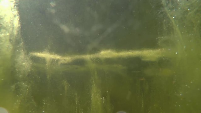 uncontrolled growth of algae in freshwater