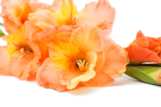 Beautiful gladiolus flower