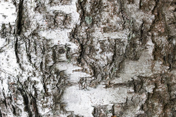 Close-up of birch tree's bark texture background.