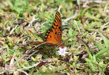 Fritillary