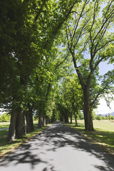 Tree lined on the side of country road. Create a beautiful perspective.