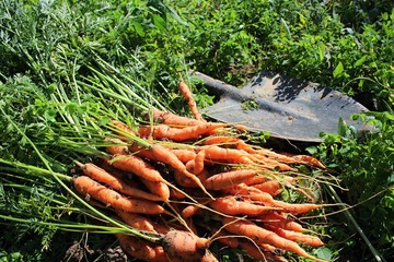 Freshly picked carrots.