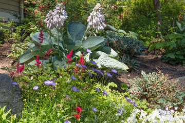 Summer woodland garden