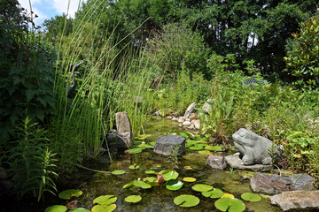 Algen-Teppich und Seerosen im Gartenteich