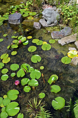 Algen-Teppich und Seerosen im Gartenteich