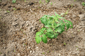 seedling tomatoes in the greenhouse