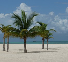 Obraz na płótnie Canvas Palmen am Strand der Isla Pasion - Cozumel